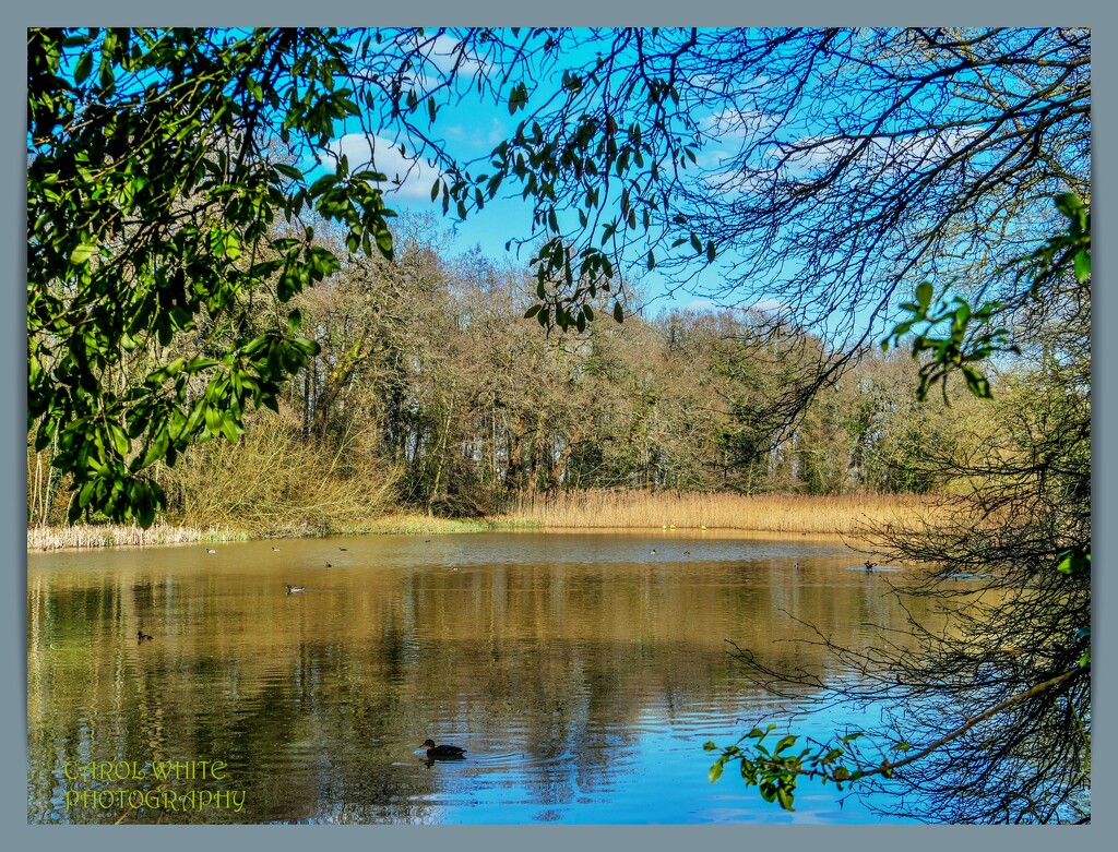 Lake And Reflections by carolmw