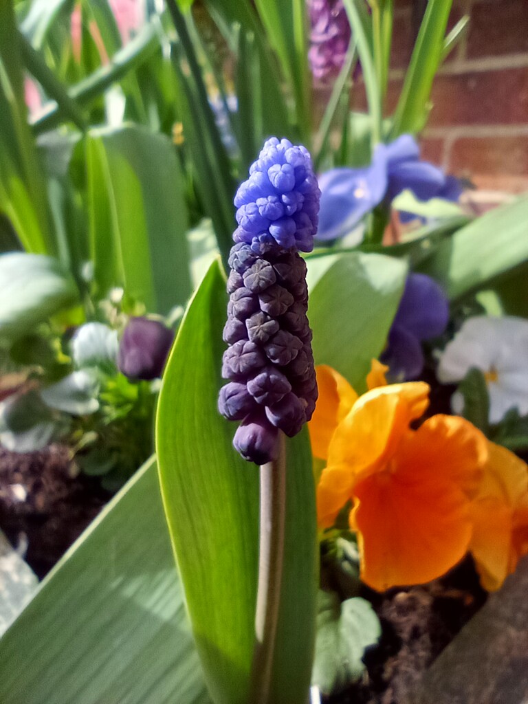 Spring .. Grape hyacinth by 365projectorgjoworboys