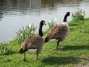 5th Apr 2022 - Canada Geese. Leeds Liverpool Canal. Best foot forward.