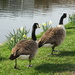 Canada Geese. Leeds Liverpool Canal. Best foot forward. by grace55