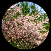 4th Apr 2022 - Spring Blossoms
