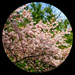 Spring Blossoms by hjbenson
