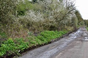 5th Apr 2022 - Cleared Verges