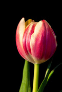5th Apr 2022 - 04-05 - Tulip day 6