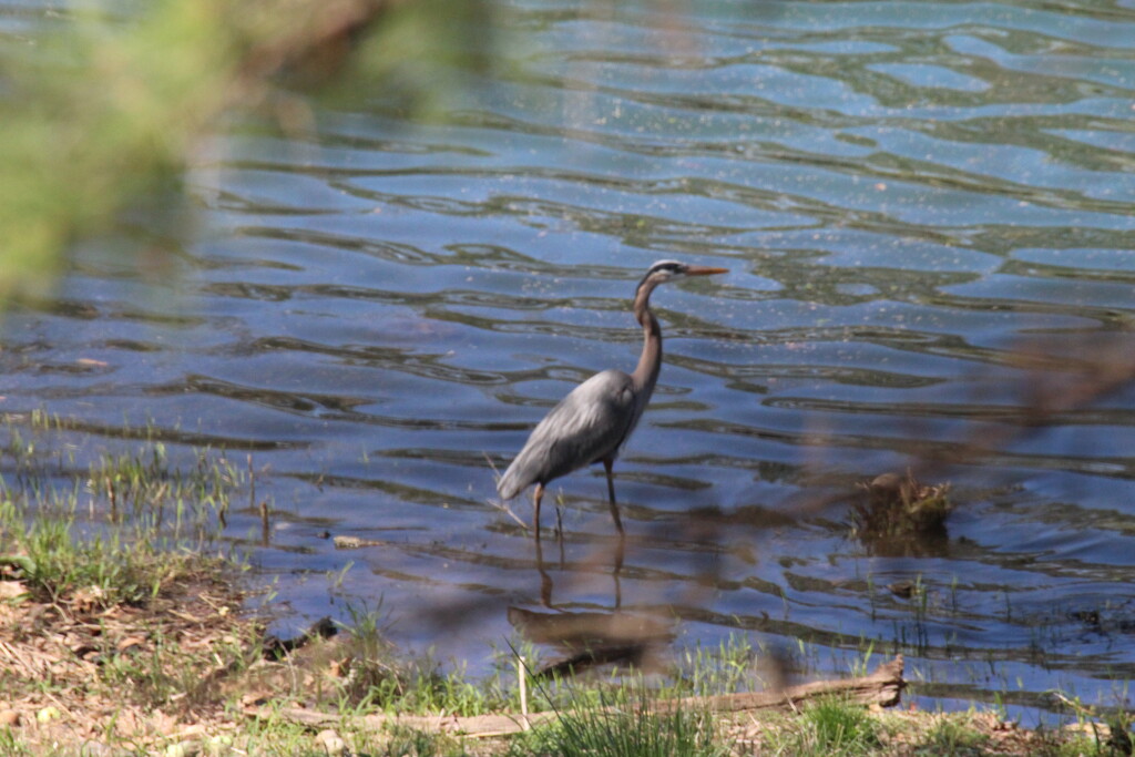 April 1 Blue Heron behind the trees IMG_5953 by georgegailmcdowellcom