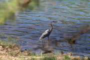 1st Apr 2022 - April 1 Blue Heron behind the trees IMG_5953