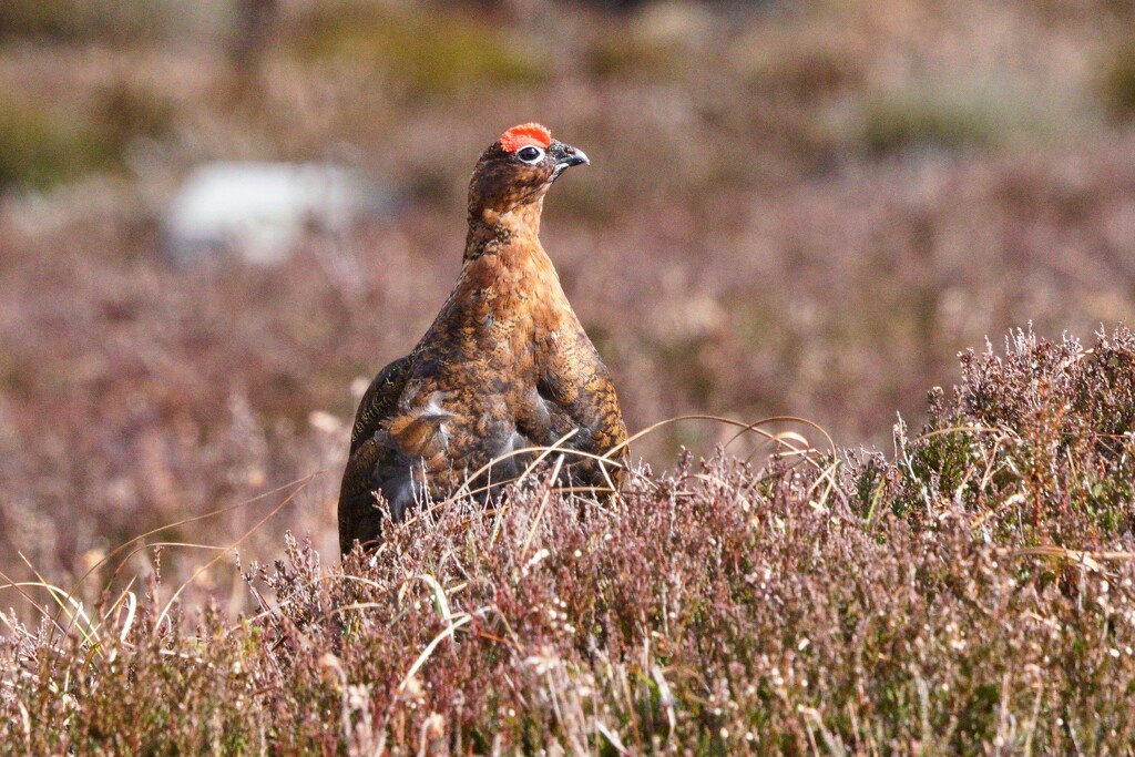 RED GROUSE - TWO by markp