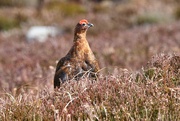 1st Apr 2022 - RED GROUSE - TWO