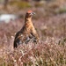 RED GROUSE - TWO by markp