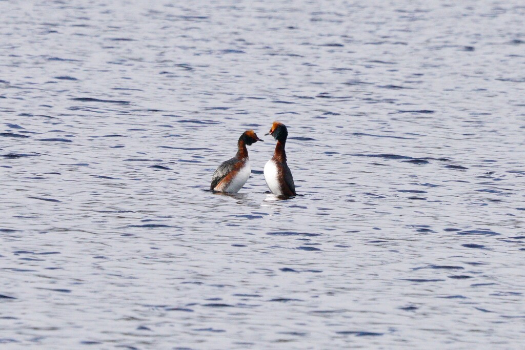 SLAVONIAN GREBES - TWO by markp