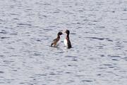 1st Apr 2022 - SLAVONIAN GREBES - TWO
