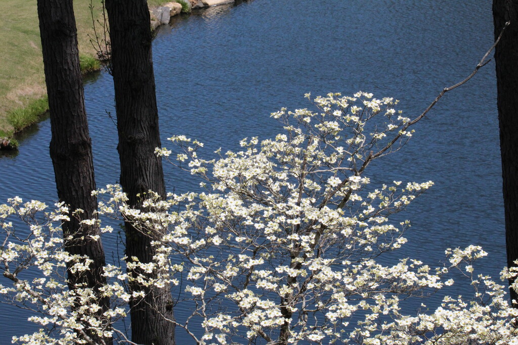 April 4 the dogwood is still flowering near the pond IMG_6002 by georgegailmcdowellcom