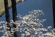 4th Apr 2022 - April 4 the dogwood is still flowering near the pond IMG_6002