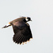 Lapwing by stevejacob