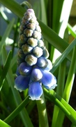 4th Apr 2022 - Grape Hyacinth 