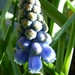 Grape Hyacinth  by jokristina