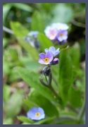5th Apr 2022 - Forget-me-not