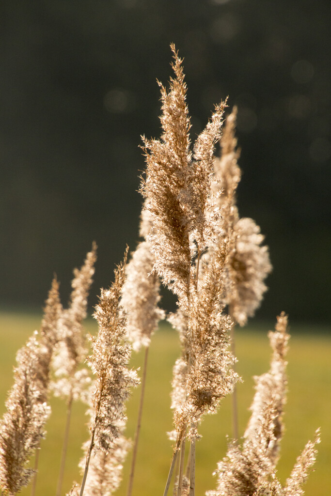 Common Reed by shepherdman