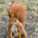 Do you have a peanut for me? by haskar