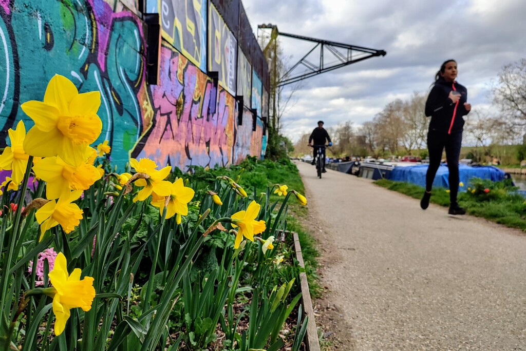 Daffodils on the towpath  by boxplayer