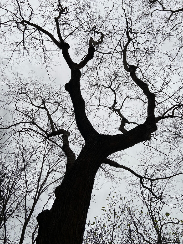 Naked branches by monicac