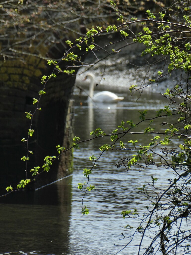 Swan Through Kingfisher Bridge by thedarkroom