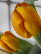 5th Apr 2022 - Tulips