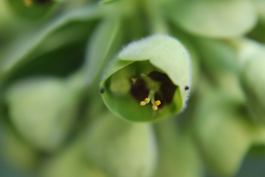 Euphorbia by nodrognai