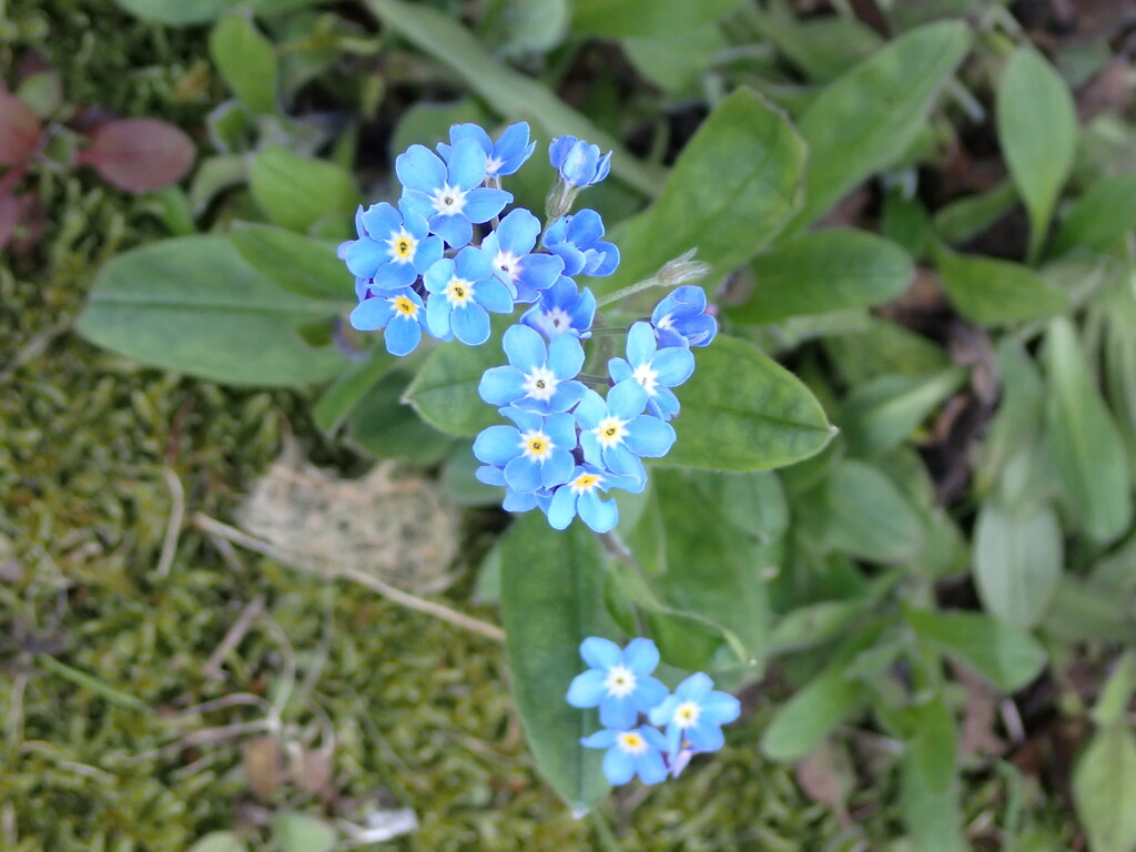Forget-Me-Not by speedwell