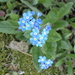 Forget-Me-Not by speedwell