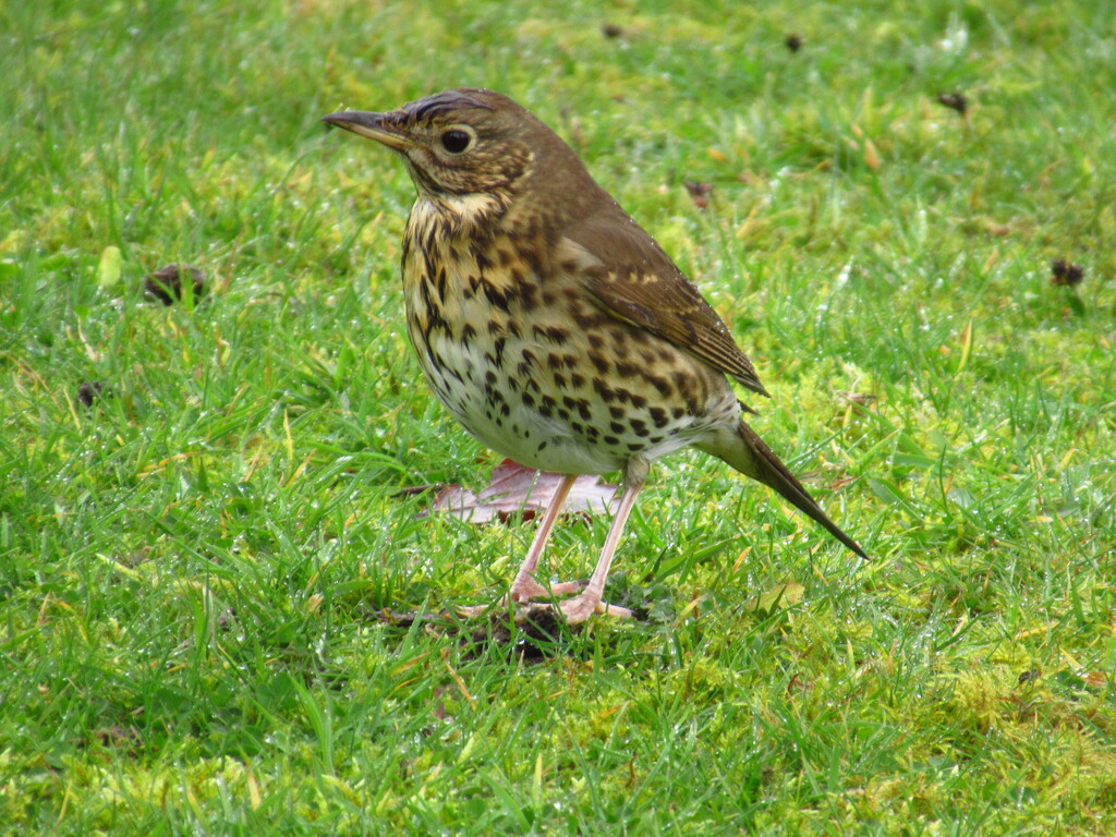 song thrush by anniesue