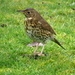 song thrush by anniesue