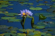 6th Apr 2022 - Blue Water Lilies ~ 