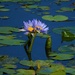 Blue Water Lilies ~  by happysnaps
