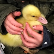 5th Apr 2022 - Little duckling 