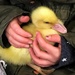 Little duckling  by denful