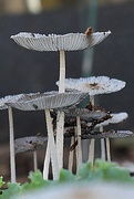 6th Apr 2022 - Wood mulch fungi
