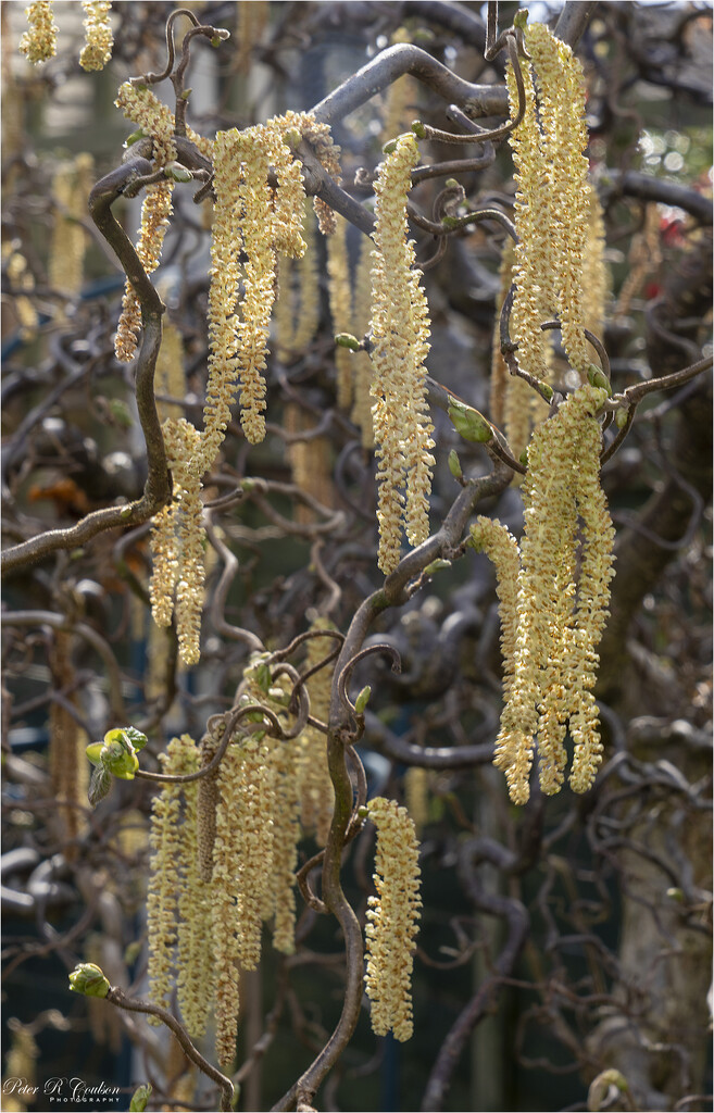 Catkins by pcoulson