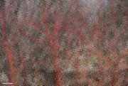 5th Apr 2022 - Abstract red branches