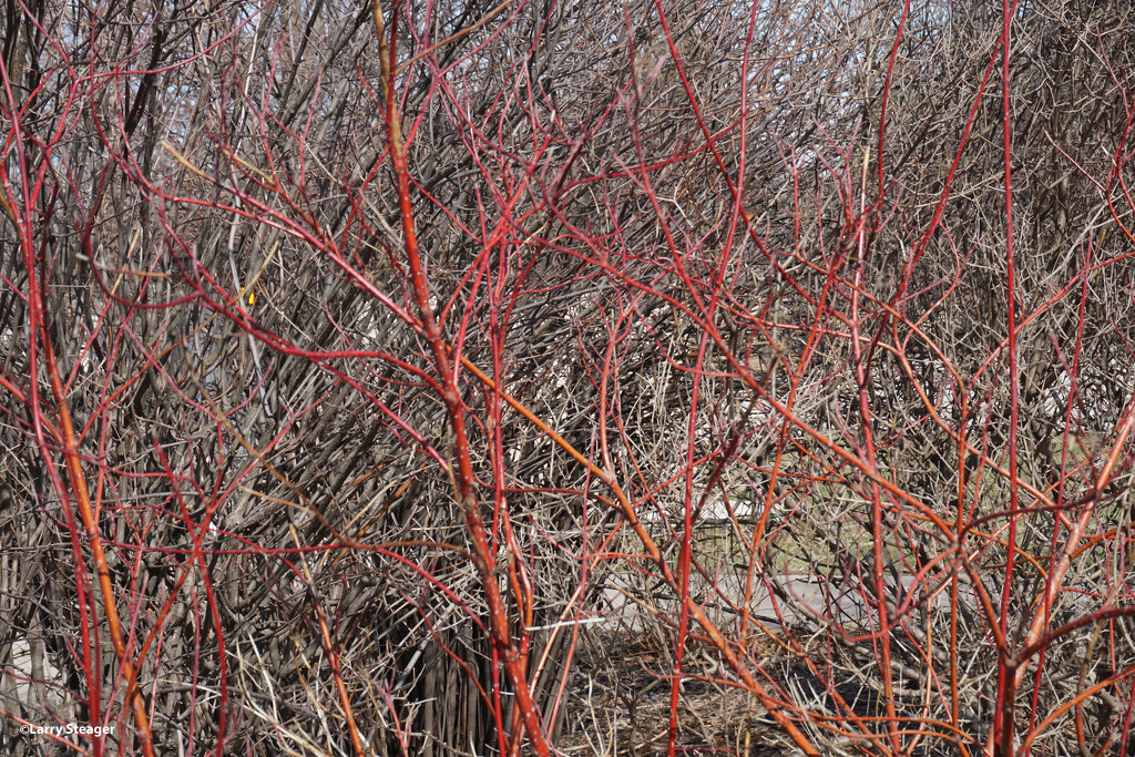 Red dogwood branches by larrysphotos