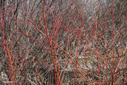 5th Apr 2022 - Red dogwood branches