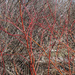 Red dogwood branches by larrysphotos