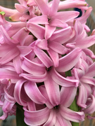 2nd Apr 2022 - Pink hyacinth