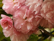 5th Apr 2022 - Pink Crabapple blossoms