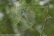 5th Apr 2022 - Spider Webs Gone Crazy
