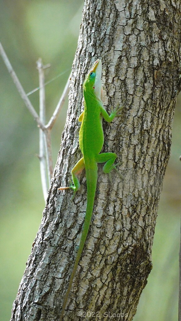 95-365 Anole by slaabs