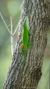 5th Apr 2022 - 95-365 Anole