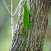 95-365 Anole by slaabs