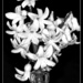 Hyacinth by jnr