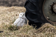 4th Apr 2022 - Found a snowy owl